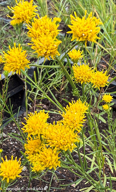 Galatella linosyris, kultakutriasteri